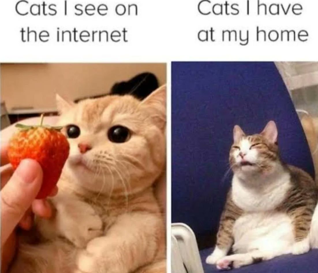 WholesomeMeme's tweet photo. https://t.co/829Kj98aOV