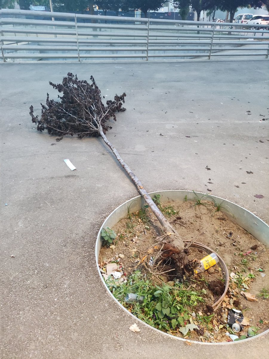 DaniGuevaraLH's tweet photo. Un arbre acaba de caure a plaça Europa, s'ha arrencat d'arrel. En te tant poca que no ha aguantat el seu propi pes. Lo dels arbres i l'@LHAjuntament és de traca. https://t.co/bX8lF2UO5K