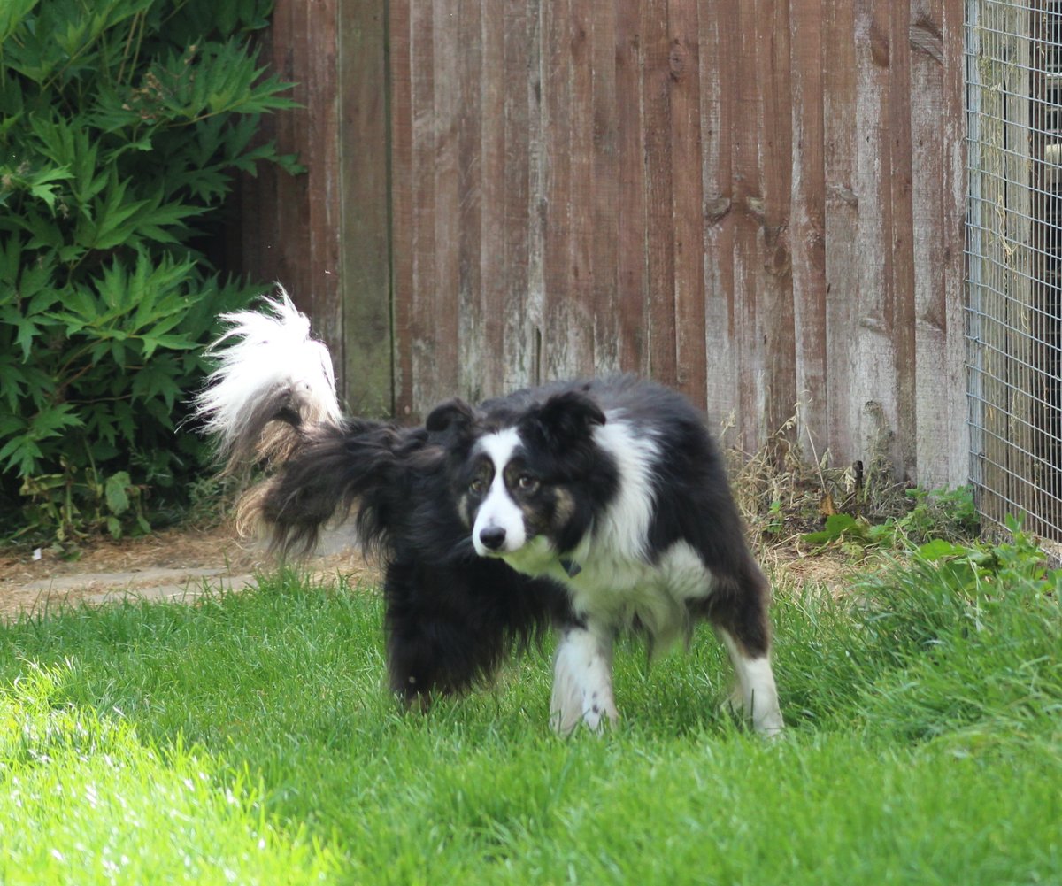 FOSTBCrescue's tweet photo. Roy eyeing up the newbies coming in to rescue @FOSTBCrescue. He's curious and not keen to say hello unless they prove to be really really friendly. Bless him. #friendlydogs #bordercollies #lovemydog #AdoptDontShop https://t.co/a0Q6QsosiW