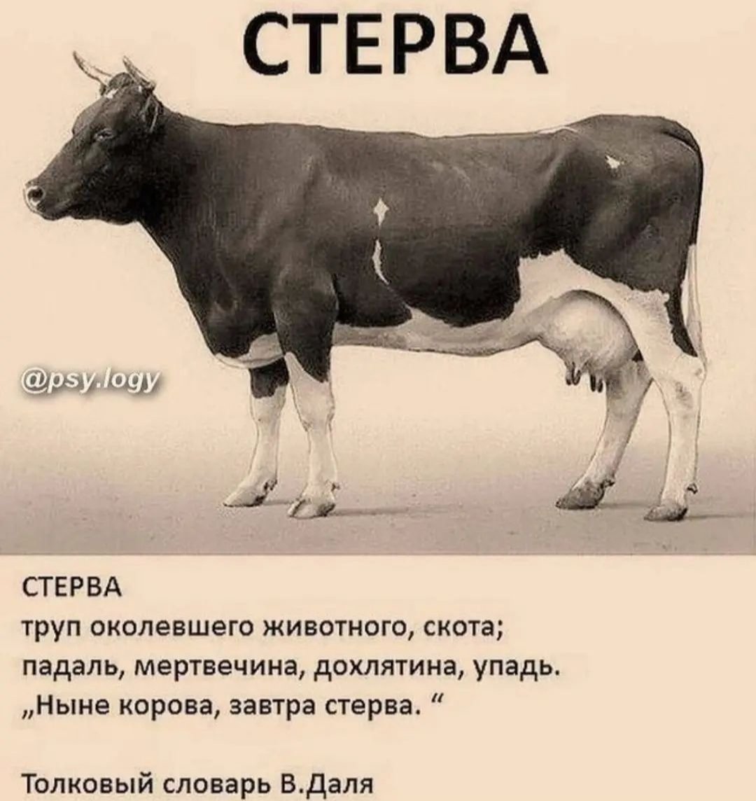 Дотер