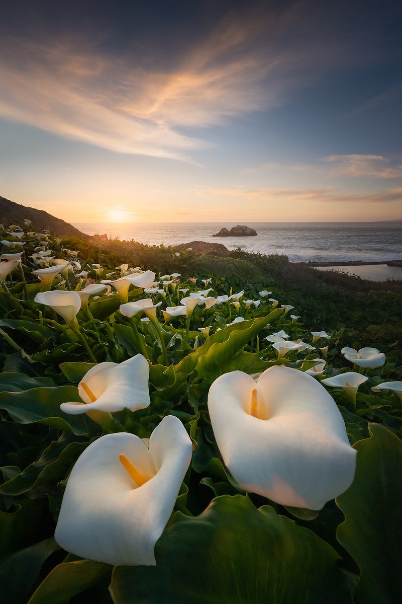 shainblum's tweet photo. Coastal flowers basking in the final moments of sunset. https://t.co/Wfrb1a6oaW