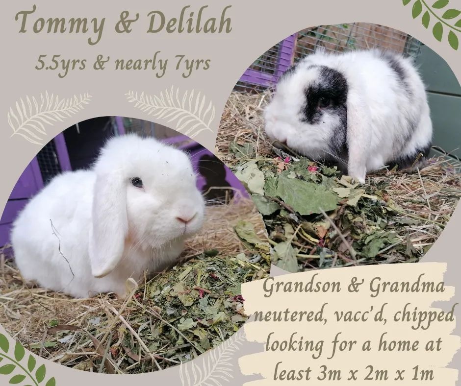 BurrowedHearts's tweet photo. Tommy &amp; Delilah are a lovely grandson &amp; grandma pair of rabbits who will soon be ready for adoption. They will likely suit matching up to another older rabbit so if you've got a lonely older bun email us at burrowedheartsrescue@outlook.com if you'd like to adopt them https://t.co/UdXADmyKnv