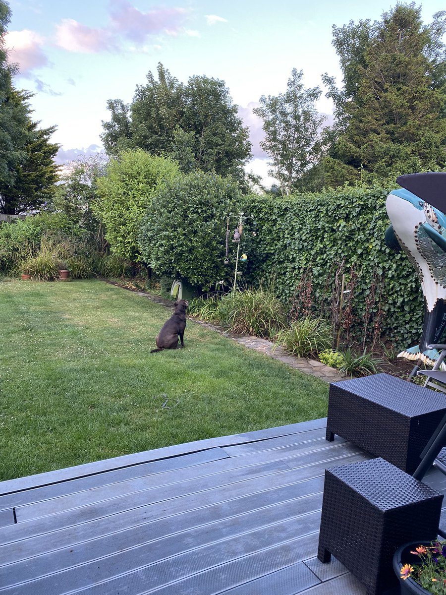 CocoAndBear3's tweet photo. #StopThePigeon https://t.co/RQEBBVbJle