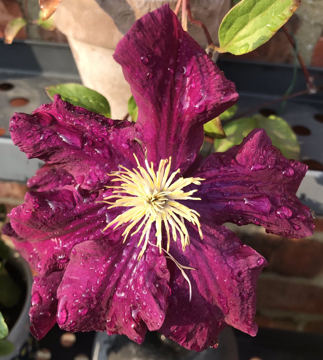 HandymanAmc's tweet photo. Clematis flower after the rain. https://t.co/MP1j1DBbAV