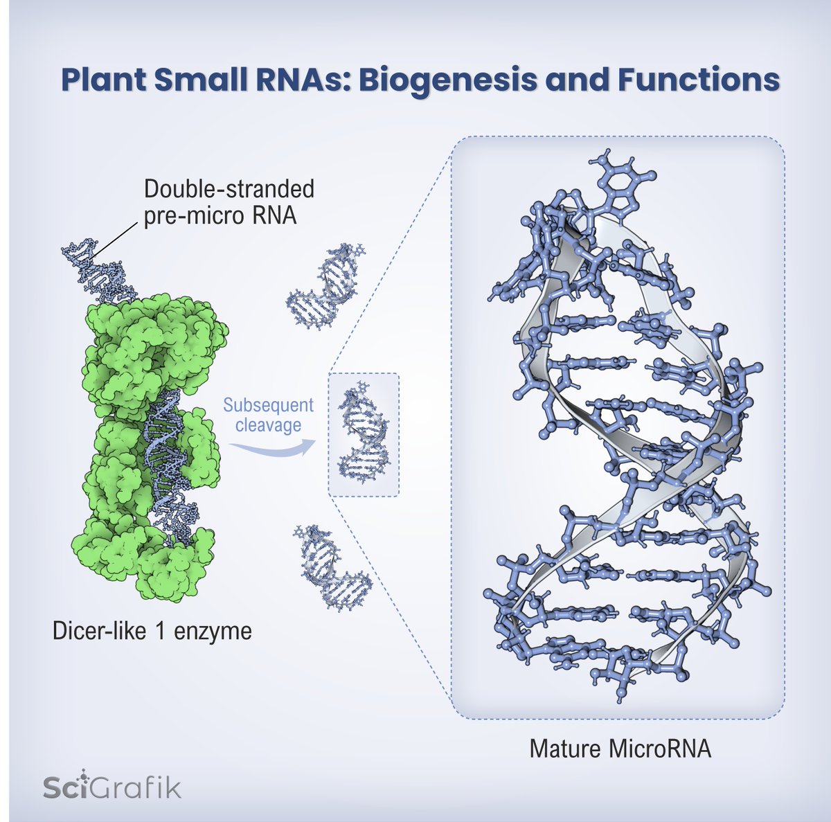 Happy to announce that the next <a href="/agrisera/">Agrisera</a> 🇸🇪 Educational Poster 6 designed by <a href="/SciGrafik/">Dmitry Shevela 🇺🇦</a> 🇸🇪 will be devoted to Biogenesis and Functions of Plant 🌲🌿🌱Small RNAs 🧬. The new Poster will be available in July 2022. 

#SciComm #Sciart #education #plantsci