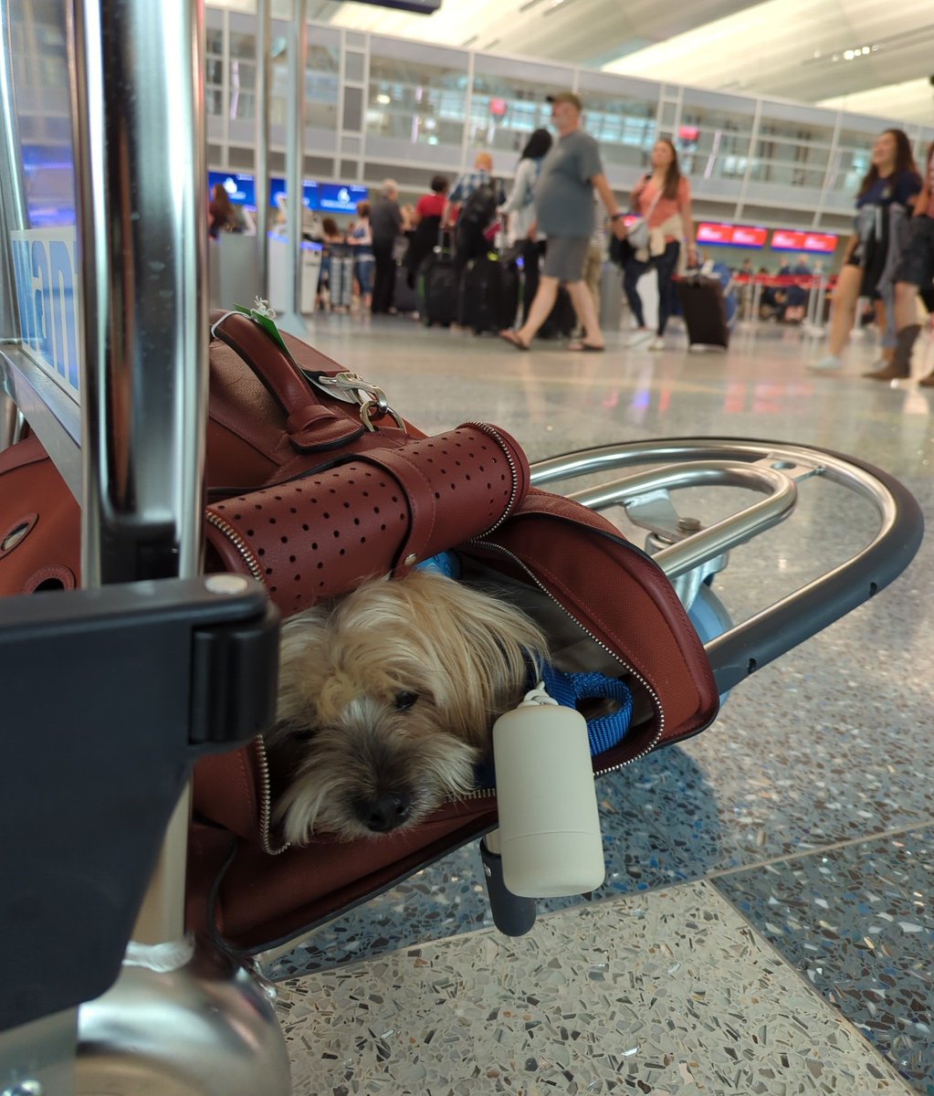 theycallmeViv's tweet photo. Hey @Delta, you asked me to call and hold for 90 mins to make a booking for my dog to fly in cabin within pet quota. Confirmed 1 wk to departure. Now denied boarding because pets are "1st come 1st serve"? How does that make sense? Now stuck for 6 hrs at MSP with @GeorgeMorkie https://t.co/CLE0CtgWbq