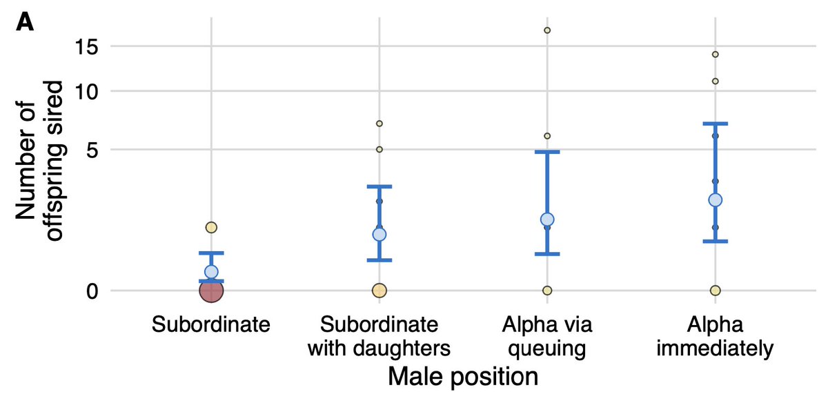 Subordinate male capuchins who queue for reproductive opportunities are as successful in producing offspring as alpha males that aggressively takeover a group, which may explain why male capuchins cooperate despite high reproductive skew.