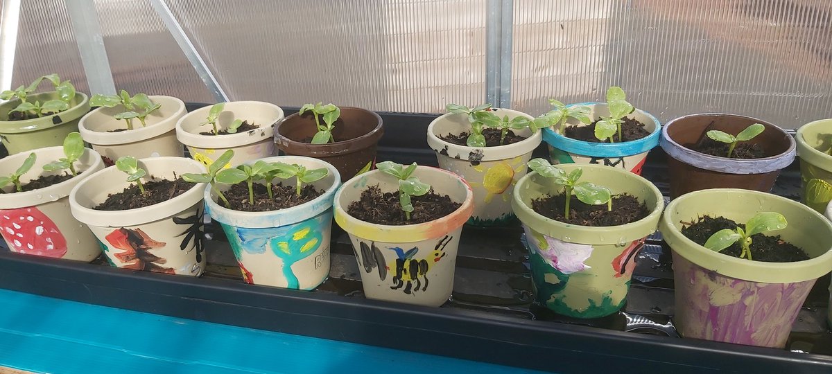 Dalryhub's tweet photo. @DalryPrimary  we can't wait to see pictures of your sunflowers.
Remember to drop in and see how you pink potatoes are growing. https://t.co/kqjbmCsNew