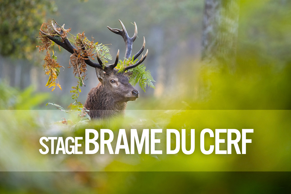 marc_chesneau's tweet photo. Cet automne, j'encadre des petits groupes de 5 pers. pour photographier un moment magique... le brame du cerf !
En plein cœur de la forêt pour profitez du spectacle de la Nature !
En savoir plus : https://t.co/yvolJs2FvT

#brame #brameducerf #stagephoto #workshop #marcchesneau https://t.co/y5Q1RnyZHJ