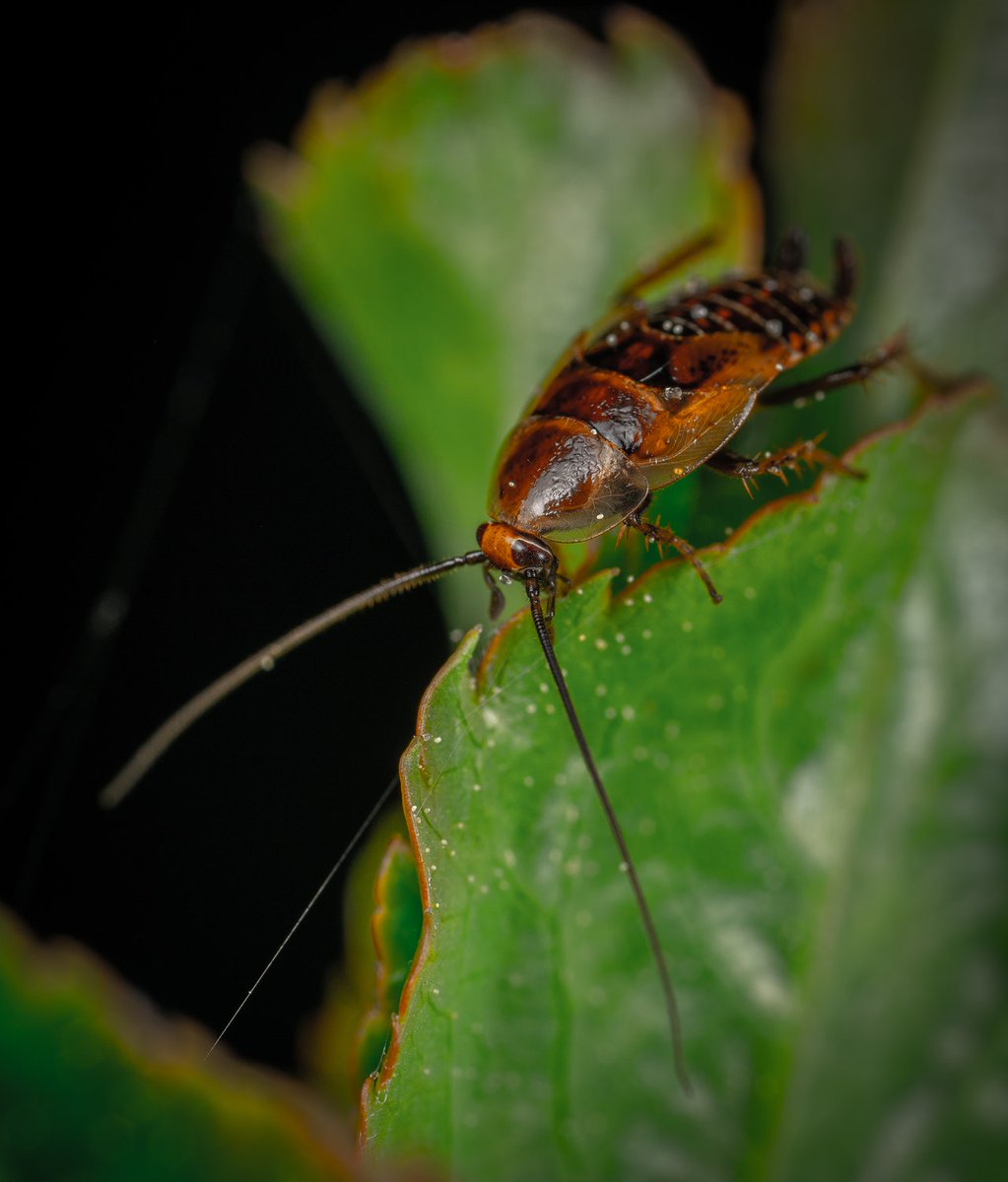 ScorpionTechAZ's tweet photo. No one wants cockroaches inside their home, but can you actually prevent a cockroach problem? Check out these strategies of how to keep these pests out: https://t.co/dcrXThi2BV 

#pestcontrol #cockroaches #ScorpiontechAZ #MesaAZ https://t.co/LSSd7bmReA