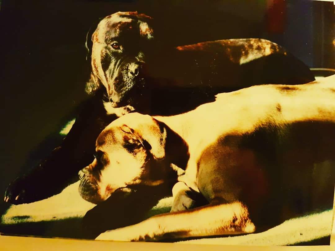 MotoNutJob's tweet photo. FB memory thing
Charlie and Maggie
#Bullmastiffs https://t.co/m3kDWRrlLT