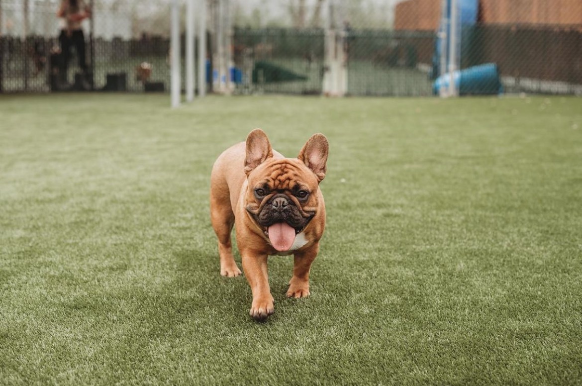 K9Grass by ForeverLawn (@k9grass) on Twitter photo The perfect surface for pups to strut their stuff.
A yard this nice is sure to get those tiny tongues and tails wagging!
📍Pampered Pets Bed & Biscuit
📸<a href="/ForeverLawnNEIN/">ForeverLawn Northeast Indiana</a> | #k9grass | #grasswithoutlimits The perfect surface for pups to strut their stuff.
A yard this nice is sure to get those tiny tongues and tails wagging!
📍Pampered Pets Bed & Biscuit
📸<a href="/ForeverLawnNEIN/">ForeverLawn Northeast Indiana</a> | #k9grass | #grasswithoutlimits
