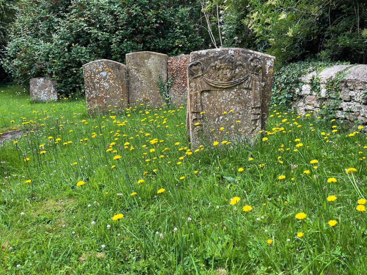 ElaineCox11's tweet photo. Wonderful to see the wildflowers blooming and the bees buzzing in amongst the old gravestones in our village churchyard today π #RoughHawkbit #Buttercup #WhiteClover https://t.co/5v66BGhZHZ
