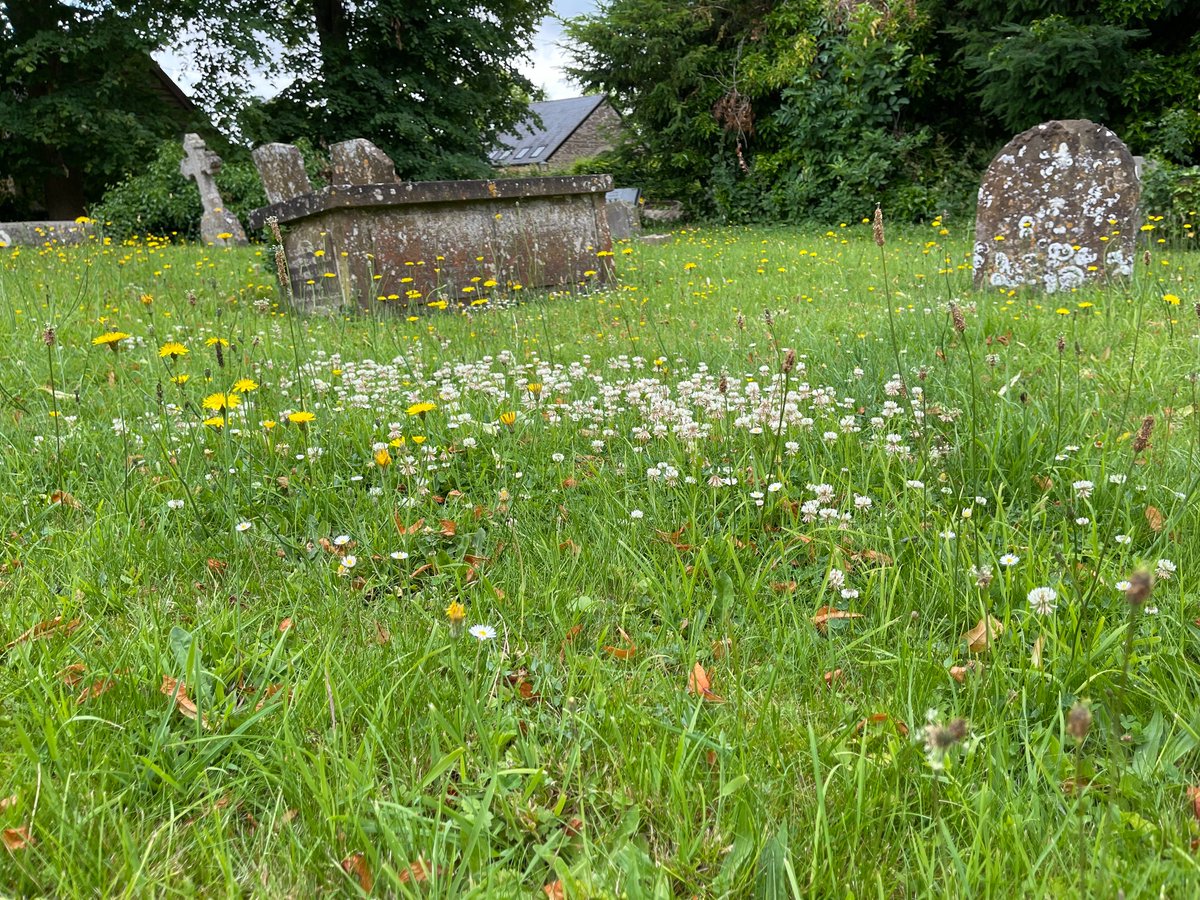 ElaineCox11's tweet photo. Wonderful to see the wildflowers blooming and the bees buzzing in amongst the old gravestones in our village churchyard today π #RoughHawkbit #Buttercup #WhiteClover https://t.co/5v66BGhZHZ