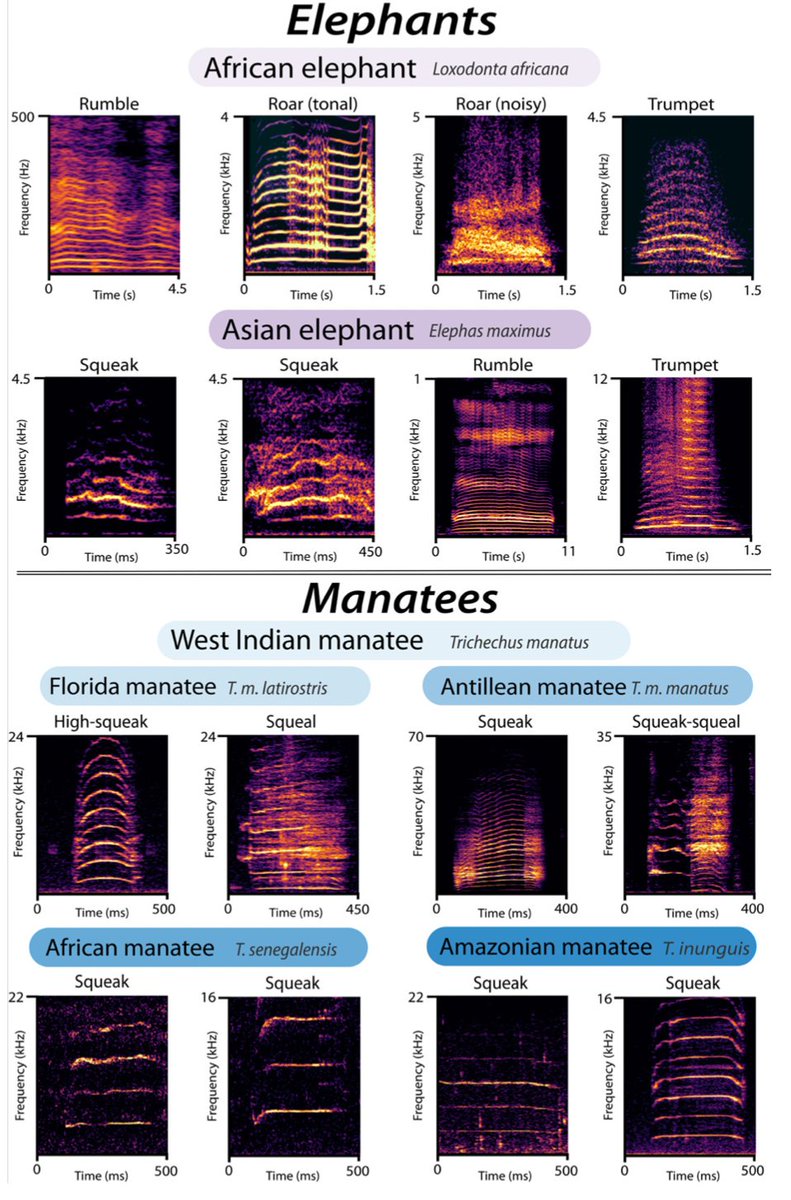 EricAngelRamos's tweet photo. Did you know #manatees and #elephants are cousins and make super similar-looking sounds??? Do you want to know MORE??? Then check out our newest #openaccess #review paper on #vocallearning in elephants and #sirenians. @FINS_NGO @AntonBaotic  Read it here: https://t.co/IXtQ4QwAOz https://t.co/hyLw34GY27