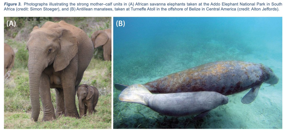 EricAngelRamos's tweet photo. Did you know #manatees and #elephants are cousins and make super similar-looking sounds??? Do you want to know MORE??? Then check out our newest #openaccess #review paper on #vocallearning in elephants and #sirenians. @FINS_NGO @AntonBaotic  Read it here: https://t.co/IXtQ4QwAOz https://t.co/hyLw34GY27