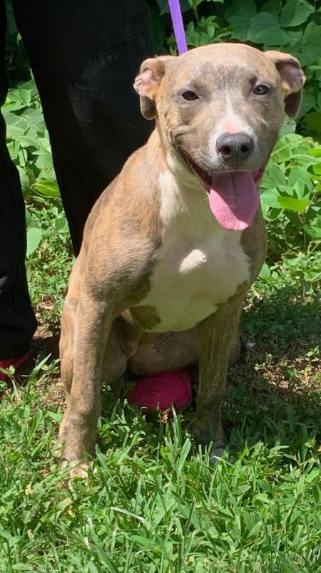 adopt_a_dog_bot's tweet photo. Savannah is a civilized lady, who can be found near Clarkesville, GA! Savannah is a Terrier, who wants a booty rub from you. #Terrier #dogsoftwitter #rescue #adopt #dog #Clarkesville #Georgia #GA https://t.co/r9SxtGGl5z https://t.co/VaWuXvLV4u