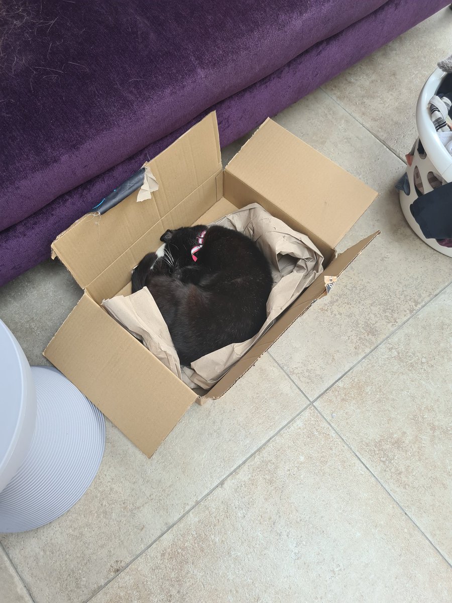 AliceCDraper's tweet photo. Despite having sofas and about 7 different cat beds in the house... Loekie has chosen this spot... and after spending 90% of her time in this, two weeks on we still can't get rid... #Caturday #afternoonnap https://t.co/EcjPzCfV6W