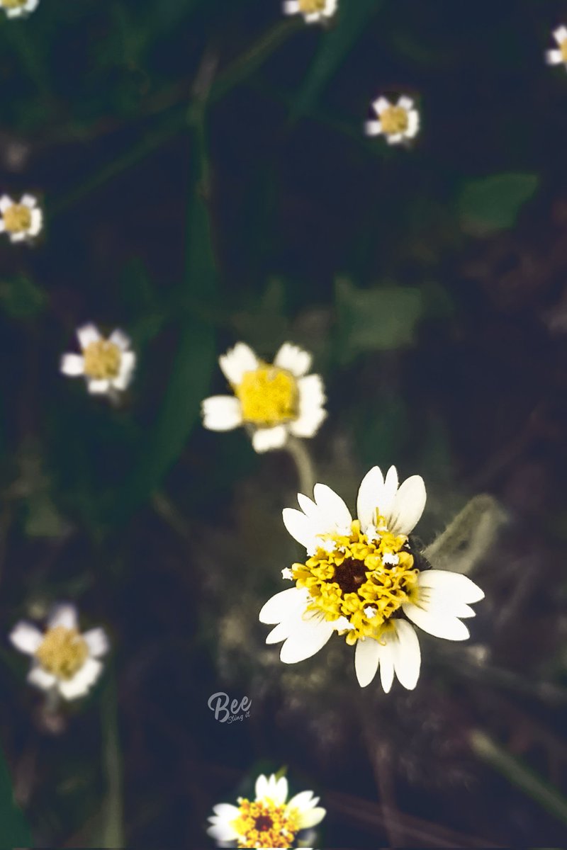 beemuhamma's tweet photo. 🥺🥺🥺🥺🥺🥺🥺🥺🥺🥺🥺
Shot on #Infinixzero5pro  🤳 
edited in #photoshop 
Which one do you like?

This 🌼             or         that 🪷 https://t.co/hKzFlI9y9H