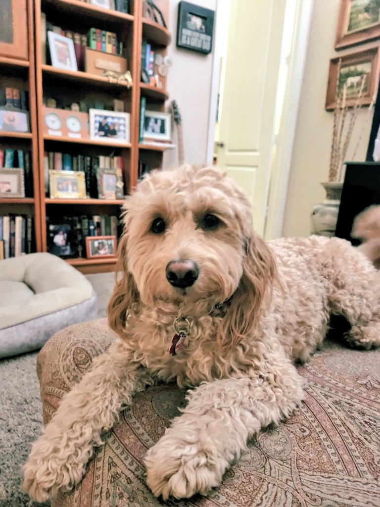 ClassicRoy's tweet photo. #dogsoftwitter #goldendoodles #DogLover #HelloHumans https://t.co/Hevdb03jTT