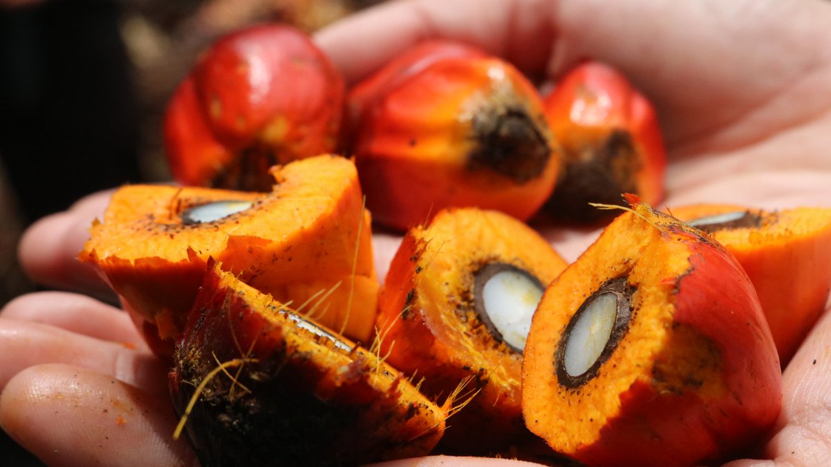 AlungGunawanVR's tweet photo. Siapa sangka, buah sekecil ini #palm_oil bisa membuat #EKONOMİ melesat. https://t.co/Ztnw4MSfZP