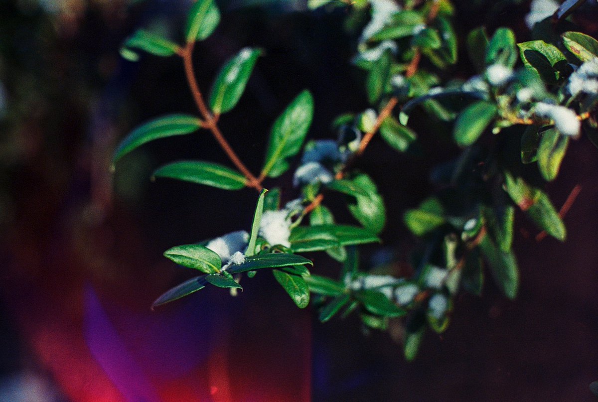 mtungate's tweet photo. Minolta SRT 102 | Kodak Ultramax https://t.co/k5E2o4CTsm