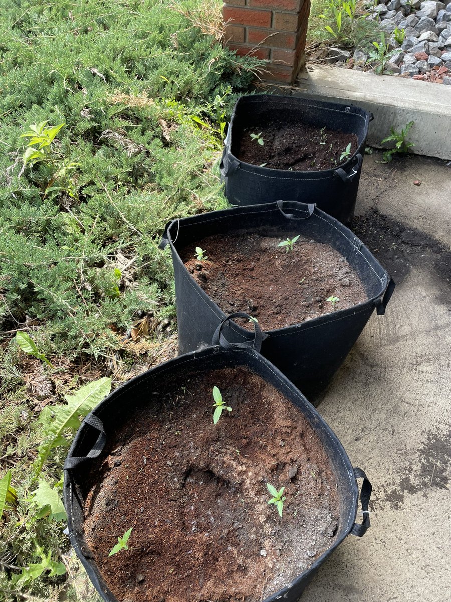 My @ParklandFlower autos really took off while I was away!