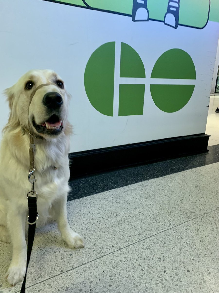 WilliamNorman's tweet photo. Betty is always excited to #GetOnTheGo! @GOtransit https://t.co/cBL78uNuS1
