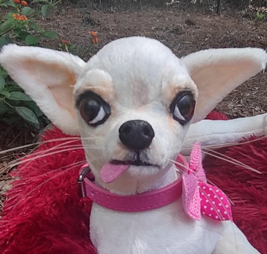 BearPile's tweet photo. Tequila A Life Size Chihuahua by Brigitte Crowe https://t.co/1aRTQEh18L #justborn #collectibledogs #dog https://t.co/ApxQXC3mbP