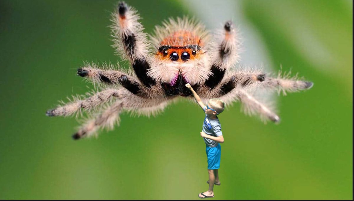 hiebert_amy's tweet photo. Is it Photoshop? Nope, just some cool kids using their imagination, creativity and #ipad skills in #keynote. I love how this week’s theme pics (bugs/nature) for #SummerSchool turned out!
#440proud #summersquad #icancreate #everyonecancreate https://t.co/dDHdTRbrwL