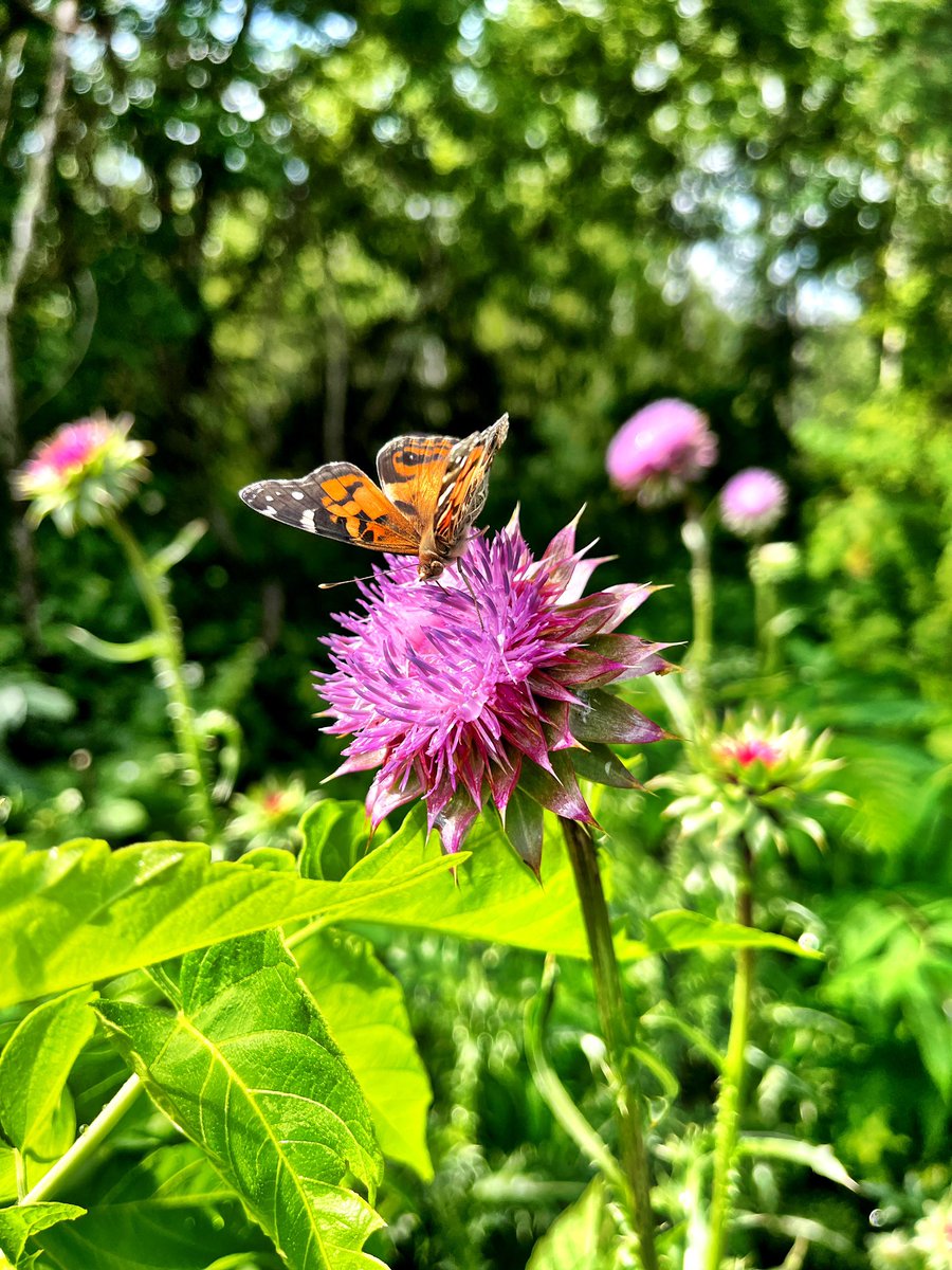 mrcrow138's tweet photo. Musk thistle. Iβm torn. Because itβs an invasive species. But I think itβs beautiful. And itβs an excellent pollinator attractor. #muskthistle #flowers #Pollinators #butterfly https://t.co/XH2UWRpk1Z
