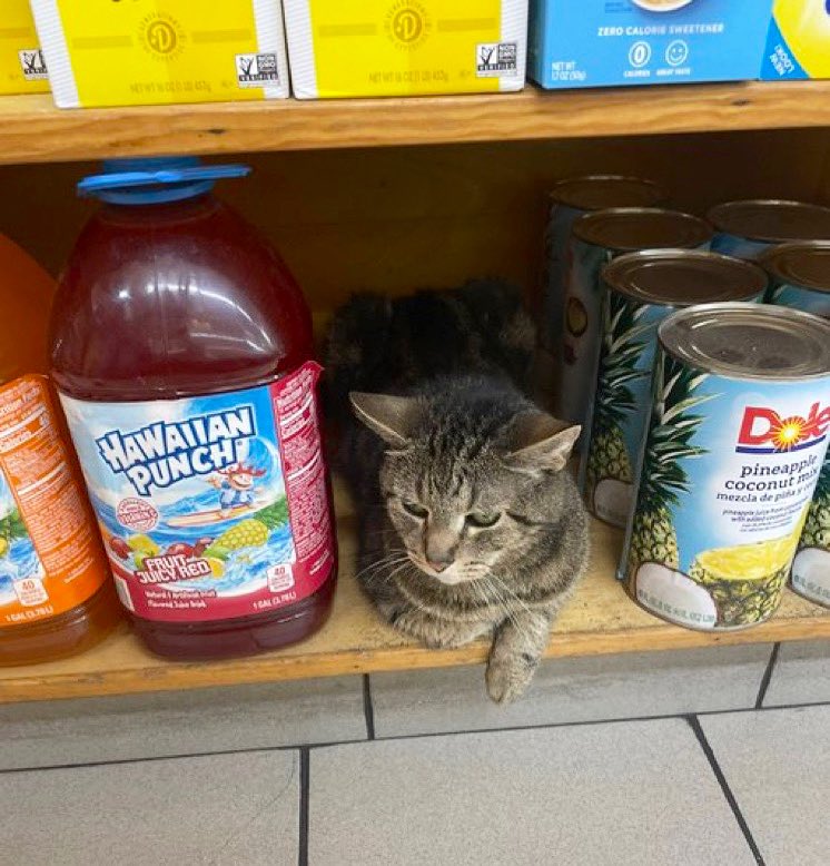 Bodegacats_'s tweet photo. https://t.co/lED4zbheih