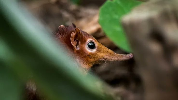 SearchHumanely tweet picture