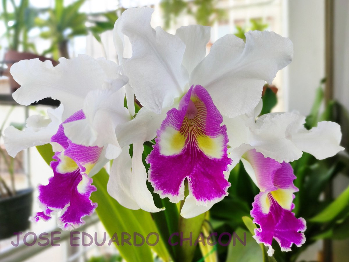 joseechacon's tweet image. C. warscewiczii x C. hardyana

Hybrid by: @plantiorquidea Caracas, Venezuela.