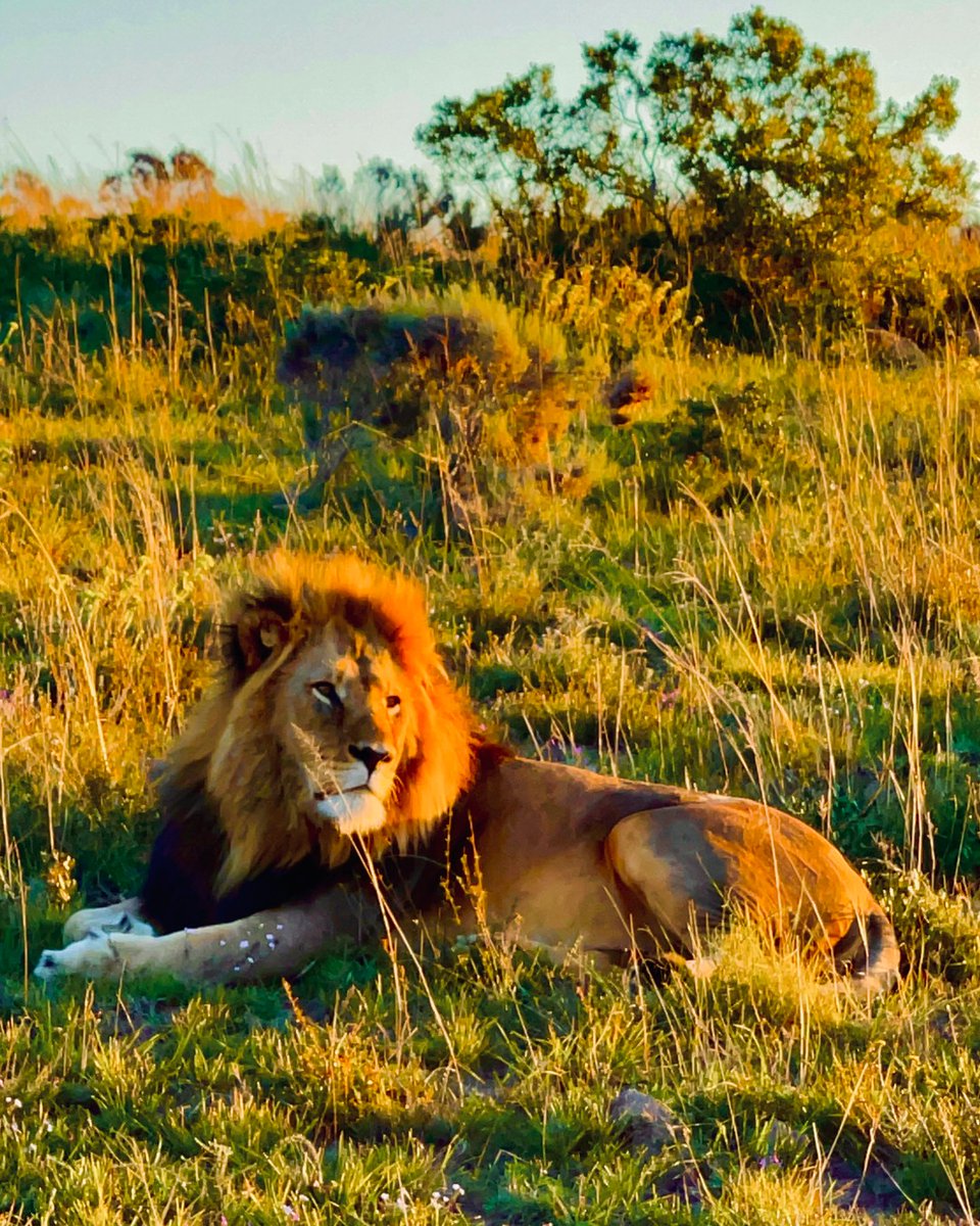 Did you know that every lion's mane is uniquely its own and tells a personal story? Their manes symbolize wisdom and dominance; as male lions grow older, their manes darken, reflecting the passing years. #Africantravel #weknowafrica 🦁📸
