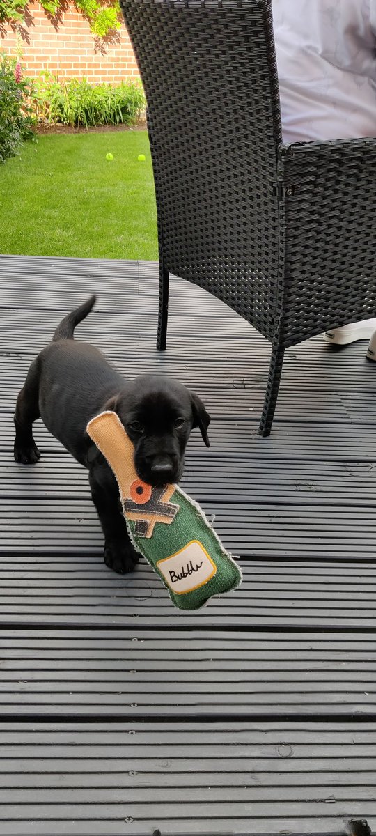 Holbinotweets's tweet photo. @SophieAllport 8 weeks old and just arrived at his new home and he already knows what he likes! https://t.co/55Z6wZzlTV