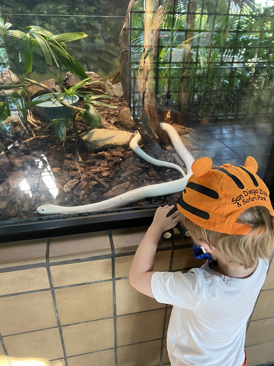 valhallascott's tweet photo. Yo, @AlbinoMonoCobra - you’re kinda a big deal @sandiegozoo. You’re the first stop &amp; have been dubbed “Ghost Snake” #sandiegozoo https://t.co/MsiJaOQhFk
