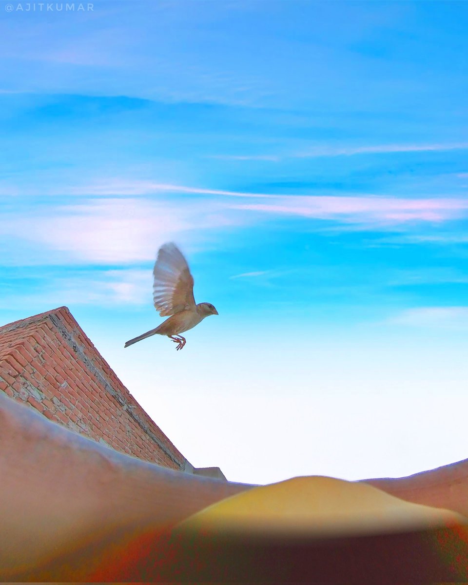 Kajit001's tweet photo. Good morning birdie🐦🐦 https://t.co/QxqHlYjItE