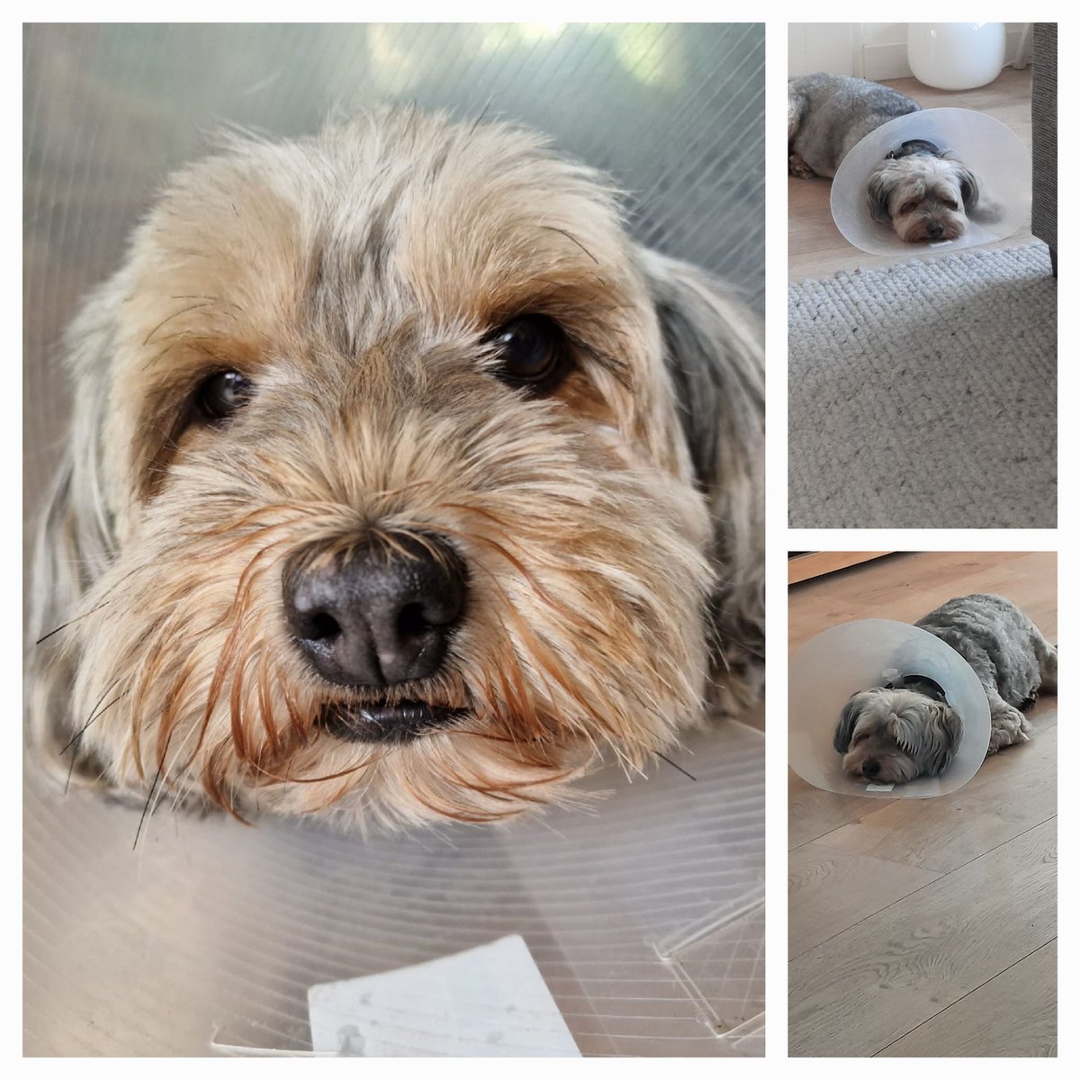 HennisJanie's tweet photo. 2 weken met kap pffff na verwijdering goedaardige tumor aan gat, gelukkig alles goed gegaan♡ https://t.co/u92qMuYBwb