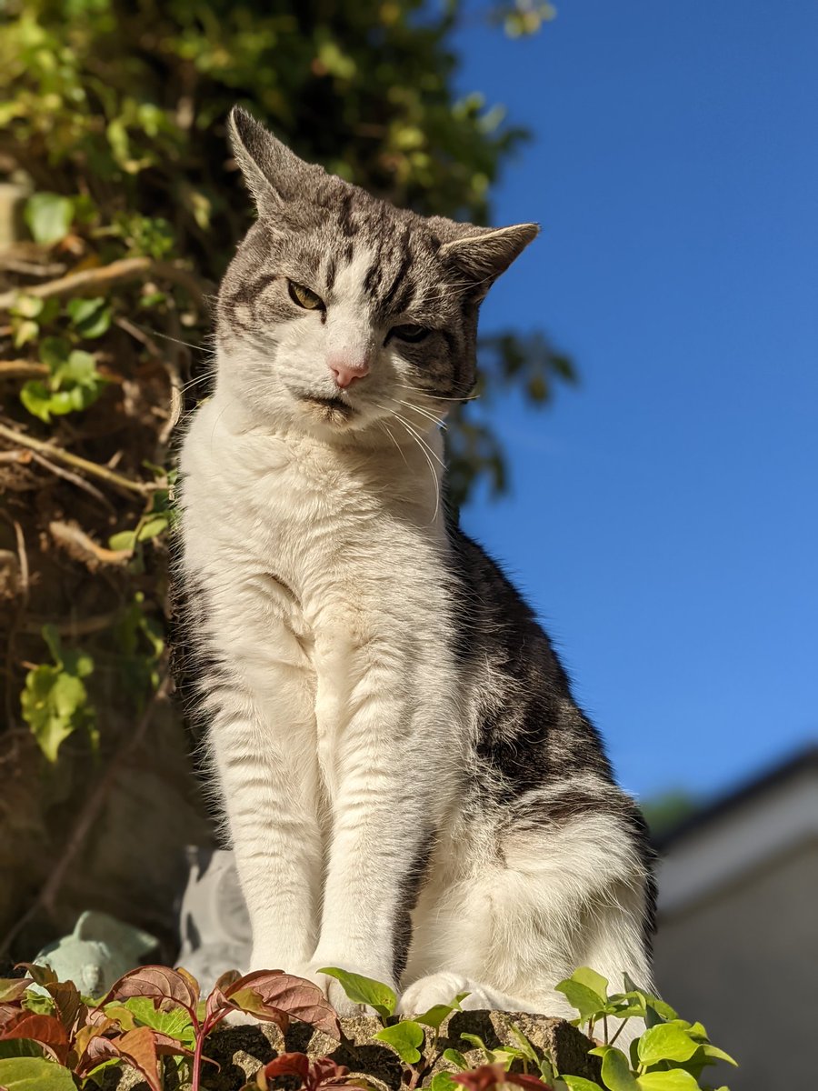 TillyTomsk's tweet photo. Absolute #cattitude Happy #Caturday everyone! https://t.co/QVBKUMcNVu