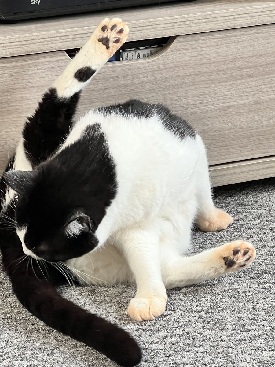 nikala_'s tweet photo. @Tesco Your “low dust” cat litter has stained my cats paws orange!!!!! https://t.co/4JQudiq6PE