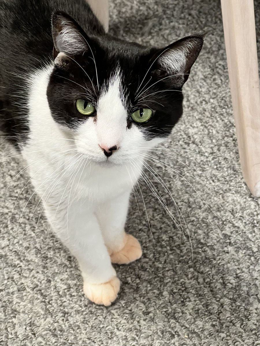nikala_'s tweet photo. @Tesco Your “low dust” cat litter has stained my cats paws orange!!!!! https://t.co/4JQudiq6PE