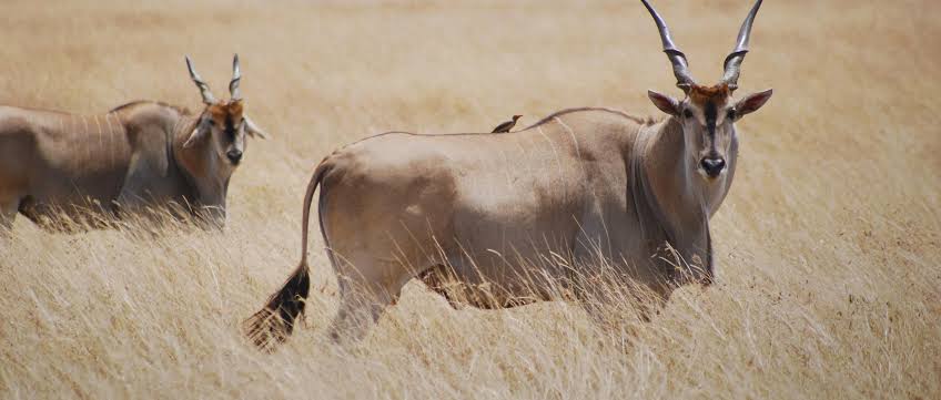 AfricaLaugh's tweet photo. It is called the Kenyan Eland.. The largest antelope species #AdventurePics #Africities9 #TembeaKenya #Safari7s #TeamKenya #NaturePhotography https://t.co/Y44ImSNPkm