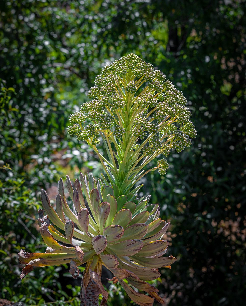 visitguia_isora's tweet photo. En #GuíadeIsora empieza el #verano cuando vemos florecer al #Verode🌱
¿Sabías que en el pasado se utilizaban sus hojas y flores para el consumo del ganado? 🧐
#VisitGuíadeIsora #CarácterNatural #naturaleza #tenerife https://t.co/zd5cYOUUZ7