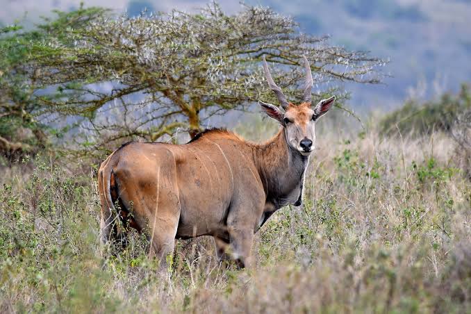 AfricaLaugh's tweet photo. It is called the Kenyan Eland.. The largest antelope species #AdventurePics #Africities9 #TembeaKenya #Safari7s #TeamKenya #NaturePhotography https://t.co/Y44ImSNPkm
