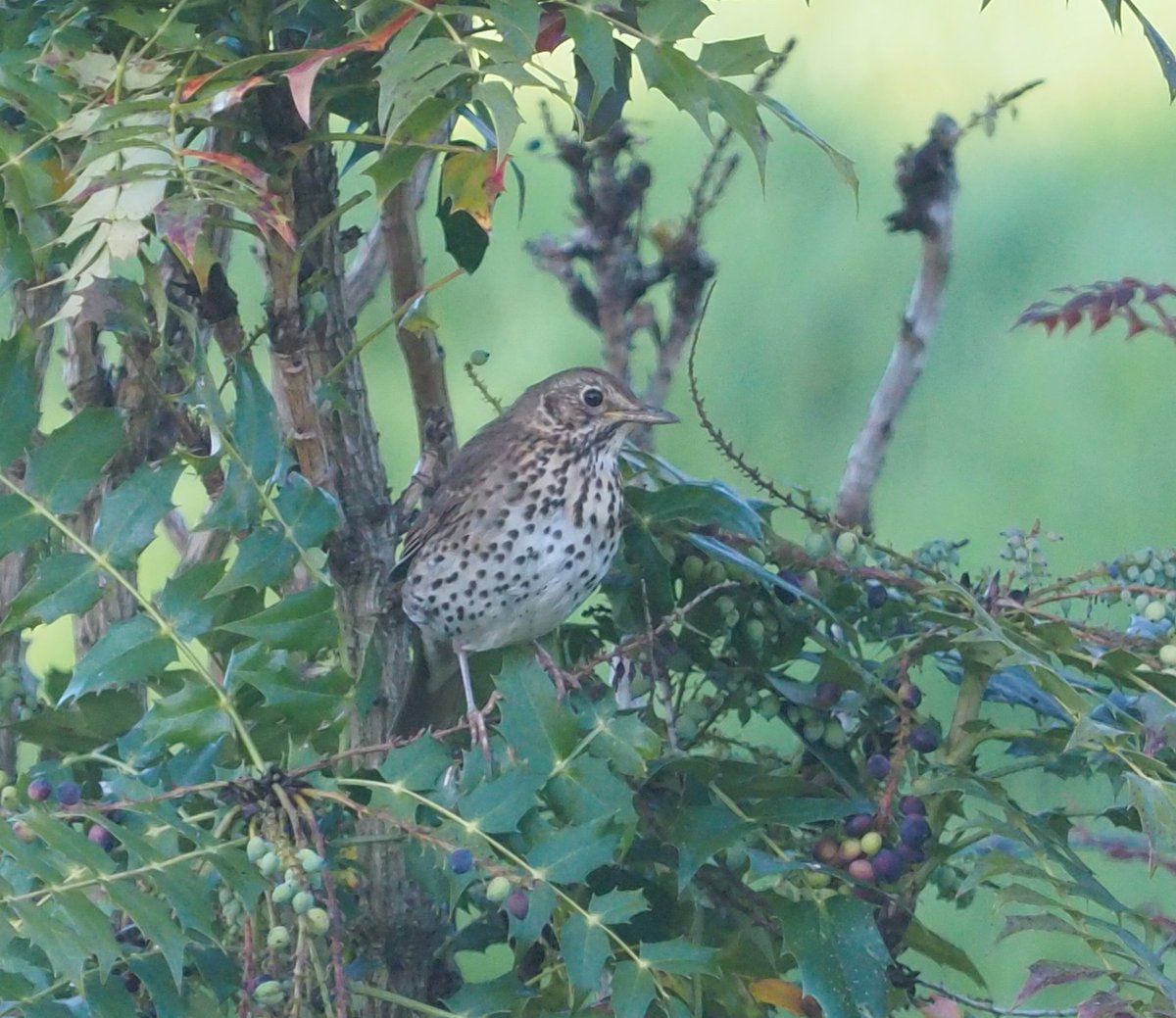 IxcaKayeMahon's tweet photo. Song thrush on mahonia plant berries, 20 April 2022.

#songthrush #thrushbird #turdusphilomelos https://t.co/0qVXYtyQoY