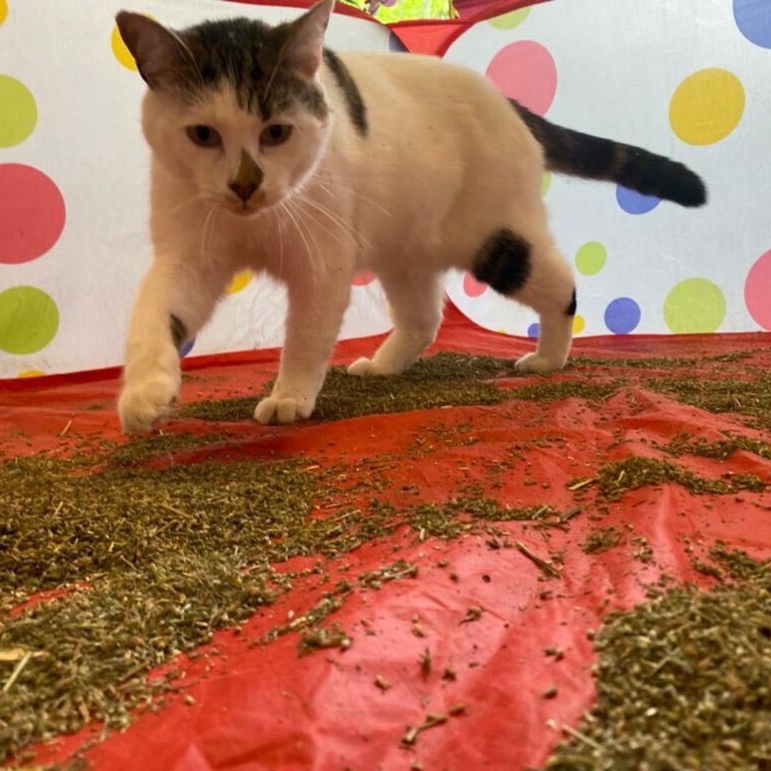 KittyCafeUK1's tweet photo. Happy Caturday! Ralph in Catnip Heaven at our Nottingham Cafe! 😍
#Nottingham #Nottinghamuni #Nottinghamlife #kittycafe #cats #catsofinstagram #caturday #Ralph #catnip https://t.co/6kGw2rS3ic