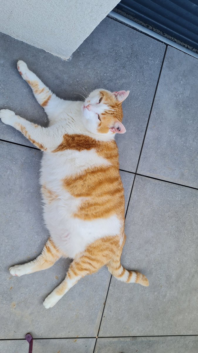 Wowlegod🍥 tweet media