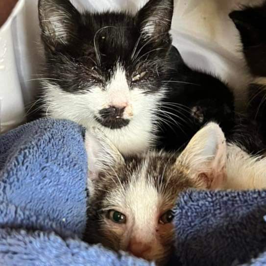 So many poorly kittens coming in now, a few people have asked if we need anything for them… I’ve put a little list together just incase you’d like to help us get through kitten season!
Thank you lots for all your support 🥺❤️🙌

amazon.co.uk/hz/wishlist/ls…