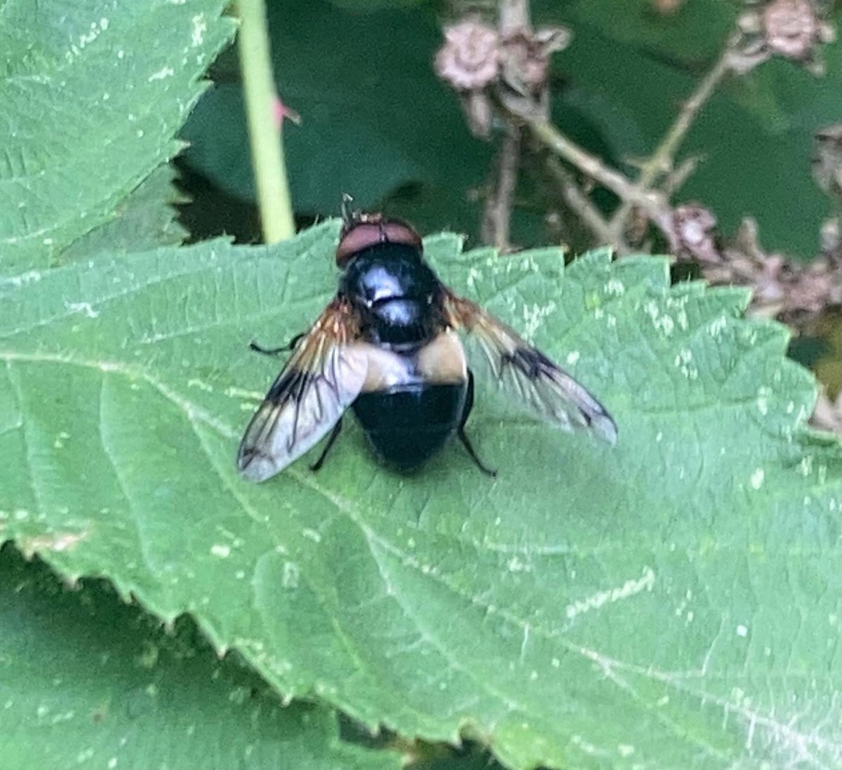 WCWCatford's tweet photo. Some amazing #insects spotted during our #volunteering session on Friday #crabspider #largeskipper #pellucidhoverfly #arachnid #butterfly #hoverfly #nature #catford https://t.co/Mmqpy0pyCe